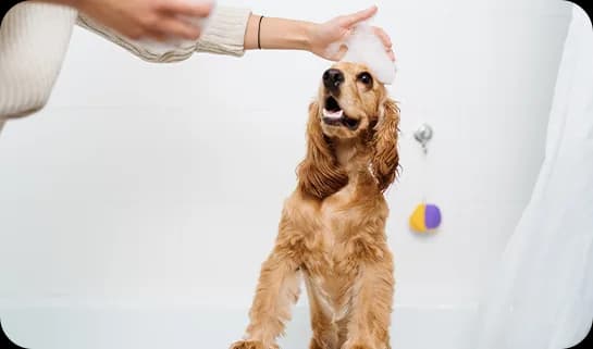 Cachorro tomando banho em um pet shop